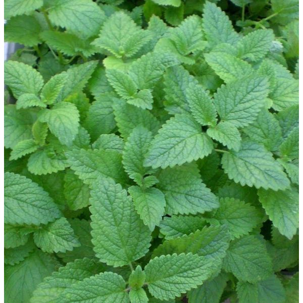LEMON MINT * BULK  1000   SEEDS* MEDICINAL * HEALTHFUL *