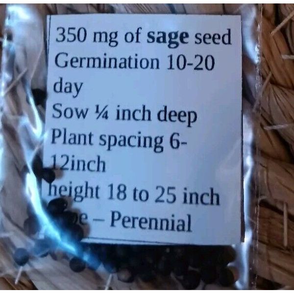 Sage Seeds, 350mg Heirloom Non-GMO Herb Seeds Garden Favorite. Grow Fresh Yum!