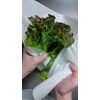 Crecia Cooking Paper NEO Smart Medium Size, 100 Cuts, 2 Rolls