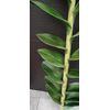Artificial Dendrobium Orchid stem