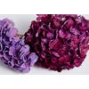 Design Master 128 Just for Flowers Spray Dye, Black Cherry