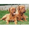 Dean and Tyler Wire Basket Muzzle, Size No. R3 - Large Rottweiler