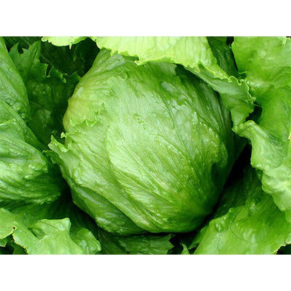 1/4 oz Head Lettuce Seed, Summertime, Iceberg Lettuce, Bulk Lettuce apprx 5,000