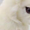 bh7851 hansa polar rabbit 30