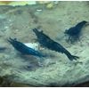 20+2 Young Juvenile Neocaridina Shrimp Blue Cherry Algae Eater