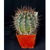 Echinopsis melanopotamica, cactus plant