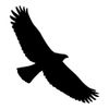 azutura Hawk Bird Wall Sticker Pack Black