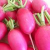 2,000 Radish Seeds Lady Slipper 28 days