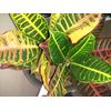 'CROTON' (1) PLANT/CODIAEUM VARIEGATUM PETRA 4'' from jmbamboo