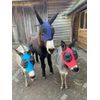 Ruggles Donkey Pull On Fly Mask With Ears (Aqua, Large)