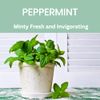 Absolute Green All-Purpose Cleaner Spray, PEPPERMINT, 25oz, 100% Natural, Plant-Based, Biodegradable Great for Counters, Tiles, Glass, Stainless, and more. Safe around Food, Kids,Pets (Pack of 1)