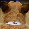 Small 'Waddling Duck ' Dog Collar (PR00052163)