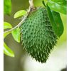 500 Capsules GRAVIOLA SOURSOP Leaf Extract 5000mg Annona Muricata