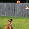 Jeffers Plush Sports Balls
