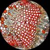AmScope 40X-1000X Student Metal Microscope + 1.0MP Camera, 2 Lights, Glass Lens