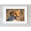 Cheetah wall art print Photograph by Ed Brown