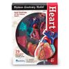 Learning Resources Human Heart Model, Working Heart Model, Anatomy for Kids, Human Body Heart Model, Educational Model, Ages 8+