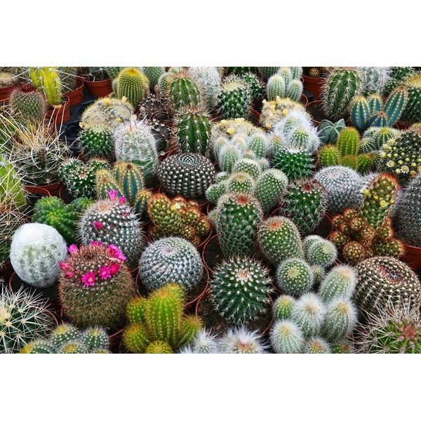 100 Cacti Seeds Mix Ships from Iowa USA Grow Exotic Cacti