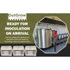 Sterilized Rye Berry Mushroom Substrate | 6 Pack | No Injection Ports