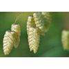 Cobblegrass (Oval Grass) Seeds (20 Capsules)
