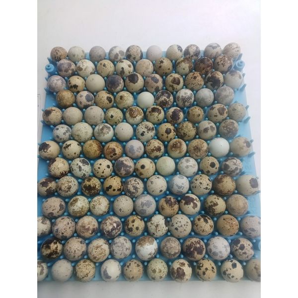 167+ brown pharaoh coturnix quail hatching eggs for sale