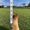 'Cute Brown Rabbit' Dog Lead/Leash (DL00021075)