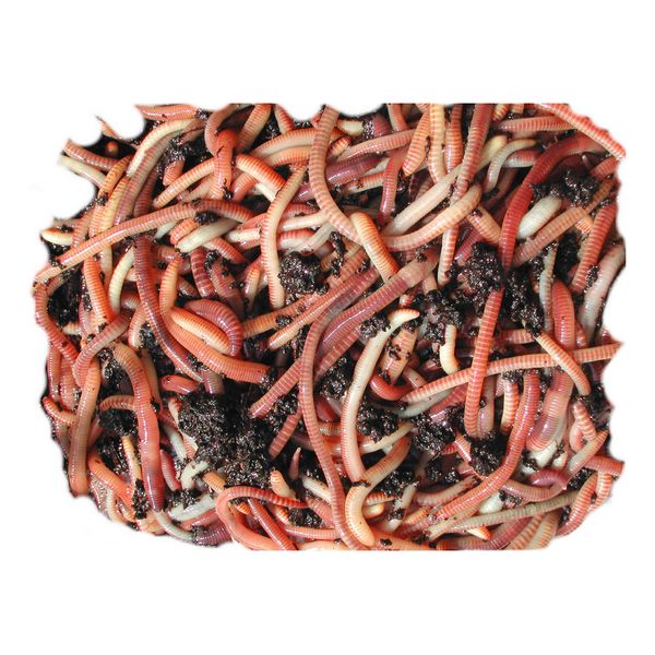 100 Grams Mixed Composting Worms - Wormcity Includes Caring For Your Wormcity Worms Leaflet