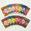 CONCENT BEAUBELLE Catalog Gift CELERI