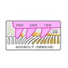 Nonoji Soft Tongue Cleaner "Tongue! Includes Exclusive Case, Green