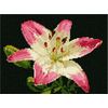 Pepita Needlepoint Canvas: Pink Lily, 9" x 7"