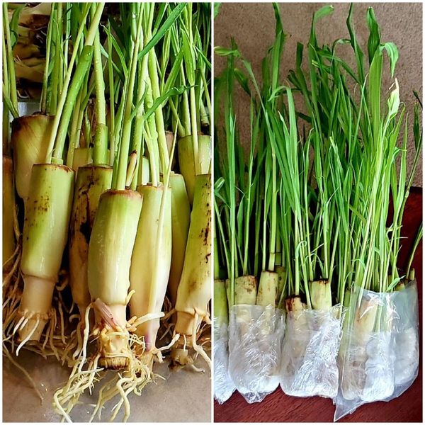 6 Organic Rooted Lemongrass Stalks,  Mosquito Repellent Citronella