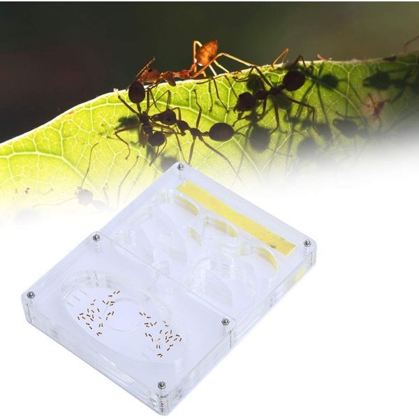 Ant Farm, Acrylic Transparent Ant Nest Insect Nest Feeding System Ant Habitat Educational And Learning Nature Science Kit