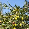 Erectic Olive Brief Eco Pack 15 400mg x 15 Capsules