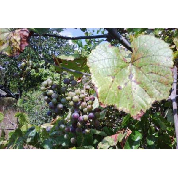 Native Possum Grape - Vitis cinerea - 10 Seeds (Organically Grown)