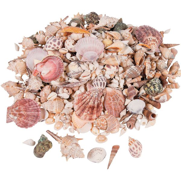 Fun Express Natural Sea Shell Assortment - Coastal Home Decor DIY Crafts & Beach-Themed Projects - Perfect for Creating Unique Decorations Party Favors and Crafting - 150 Piece