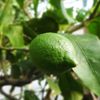 Lime 50ml Incent Essential Oil Essential Oil