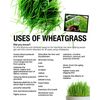 60 Wheatgrass & Ginger Root Capsules | Digestion, Alkalinity, Nutrients & More