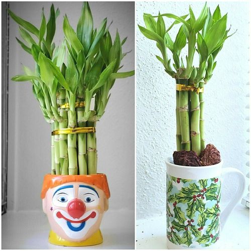 8 LUCKY BAMBOO 4" and 6" Indoor Water Plants, Perennial, GIFT, Free Shipping