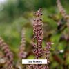 Banyan Botanicals Tulsi Powder, 1/2 Pound - USDA Organic - Ocimum Sanctum - Holy Basil - Ayurvedic Adaptogen*