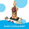 Learning Resources LER3336 Anatomy Model Human Body, Multicoloured