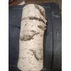 White Birch Log, Approximately 12 inches x 5 inches diameter