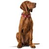 Hunter Swiss Organic Leather Collar, 65, Red/Black