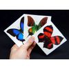 Large Butterfly Temporary Tattoos by Butterfly Utopia (6 Sheets)