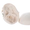Mini Skull Models - Mini Skull, 1/2 Scale Skull 3 Decompression Model - 3B Scientific