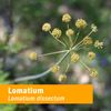 Herb Pharm Lomatium Liquid Extract for Immune System Support - 4 Ounce