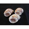 24 Select Babylonia Spirata Shells Seashells 1" - 1 1/2" Shellcraft Beach Crafts Nautical Decor Beach Wedding