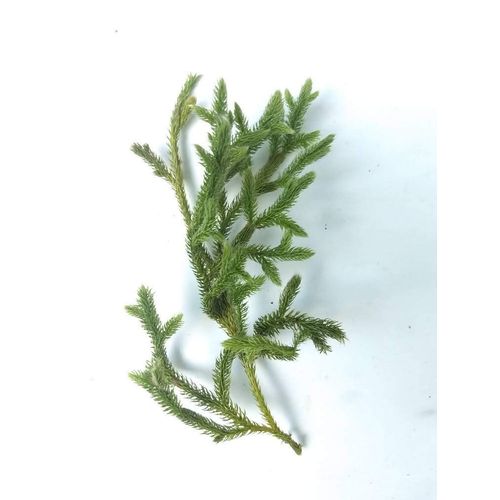 Tin Roof Treasure Pack of 6 "Stagshorn Clubmoss" Lycopodium Clavatum 2" to 5" Bare Root Plants on ONE Root/Runner for Terrariums, Fairy and Shade Gardens