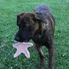 SPOT Ethical Products Love The Earth Starfish 6" Assorted