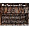 Dr. Whitaker's Clinical Grade Pycnogenol (60 Capsules)