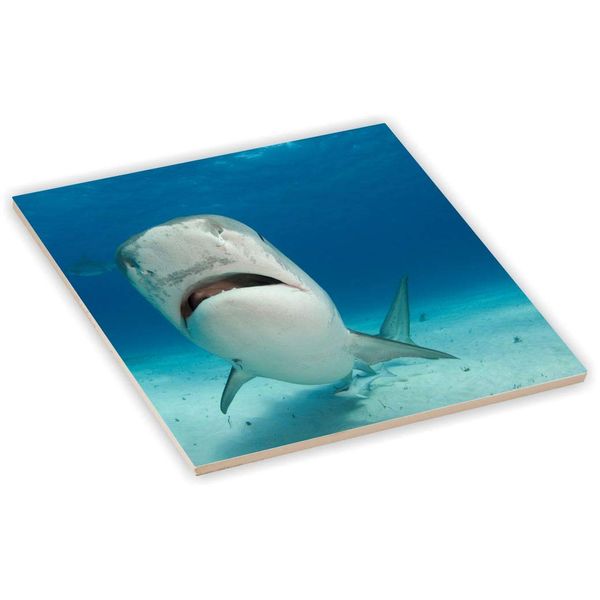 Sam Sandor 4 Inch Ceramic Tile Art - Huge Tiger Shark Closeup